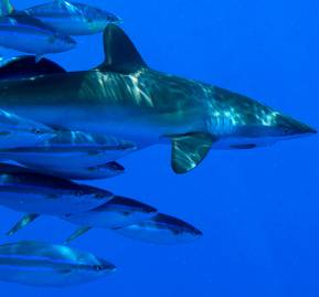 Diferentes stocks pesqueros dependen, en determinadas etapas de sus ciclos biológicos, de ecosistemas que se ubican en alta mar. Foto: Greenpeace. Diferentes stocks pesqueros dependen,