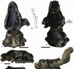 Vista de fósiles del protypotherium concepcionensis, el nuevo interatérido descubierto. Vista de fósiles del protypotherium concepcionensis, el nuevo interatérido descubierto.