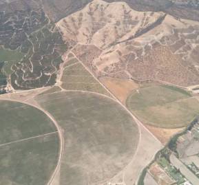 Monocultivo de Paltos en la comuna de María Pinto Monocultivo de Paltos en la comuna de María Pinto