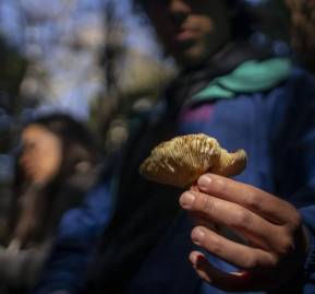 Proyecto Campus Naturaleza, Universidad de Concepcion