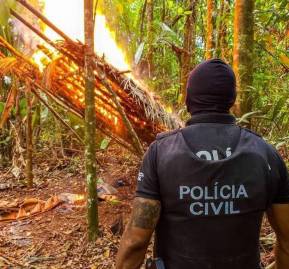 La operación de agosto de 2020 destruyó miles de plantas de marihuana en el noreste de Pará, en la zona denominada "polígono de la marihuana" La operación de agosto de 2020 destruyó miles de plantas de marihuana en el noreste de Pará, en la zona denominada "polígono de la marihuana"