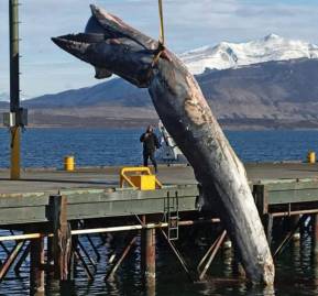 Ballena Sei (B.borealis) muerta por colisión con nave de transporte de salmón. Muelle Kochifas. Puerto Natales, región de Magallanes, Patagonia chilena. Abril, 2022. Ballena Sei (B.borealis) muerta por colisión con nave de transporte de salmón. Muelle Kochifas. Puerto Natales, región de Magallanes, Patagonia chilena. Abril, 2022.