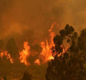 Incendios forestales en Chile. Foto Agencia Uno.