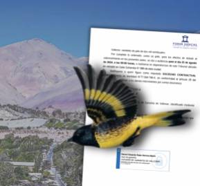 Jilguero cordillerano.