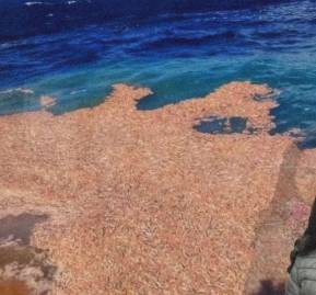 De fondo, uno de los vertimientos. En la esquina, la abogada querellante Orietta Llauca De fondo, uno de los vertimientos. En la esquina, la abogada querellante Orietta Llauca