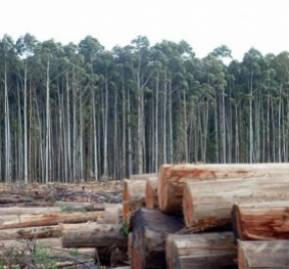 Plantación de eucaliptos