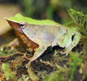 Ranita_de_Darwin_(Rhinoderma_darwinii)