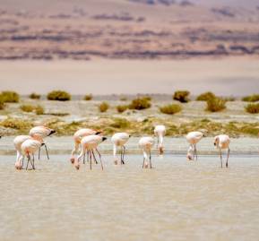 Flamencos en el salar de Tara. Foto: cortesía Rodrigo Maluenda. Flamencos en el salar de Tara. Foto: cortesía Rodrigo Maluenda