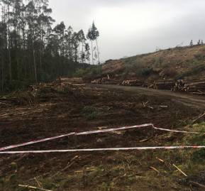 Forestal Mininco, a pocos metros donde habría muerto Marchant. Registro Paula Huenchumil y Francisco Velásquez Forestal Mininco, donde habría muerto Marchant. Foto: Paula Huenchumil y Francisco Velásquez
