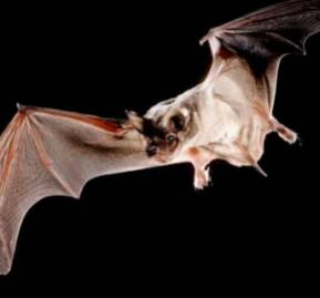 Murciélago Tadarida Brasiliensis Murciélago Tadarida Brasiliensis