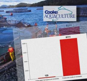 Gráfico demuestra diferencia entre límite productivo y producción real del centro. Fuente: Sernapesca Gráfico