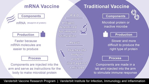 Las vacunas ayudan a que el sistema inmune reconozca a los virus, al inyectar el virus debilitado o las proteínas del virus. En cambio, las vacunas de Pfizer y de Moderna usan el ARNm, las instrucciones moleculares para construir las proteínas del virus.