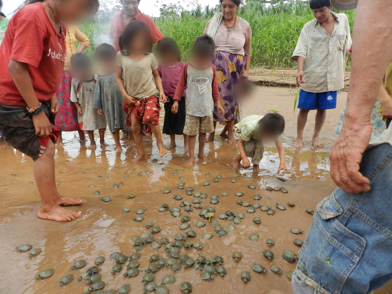 Las comunidades indígenas de la Amazonía boliviana ayudan a conservar a las tortugas de río. Foto: cortesía Sernap. Las comunidades indígenas de la Amazonía boliviana ayudan a conservar a las tortugas de río. Foto: cortesía Sernap.