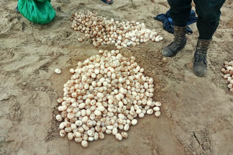 En los controles contra el tráfico de fauna silvestre se hallan huevos de la peta de río. Foto: cortesía Reserva Manuripi. En los controles contra el tráfico de fauna silvestre se hallan huevos de la peta de río. Foto: cortesía Reserva Manuripi.