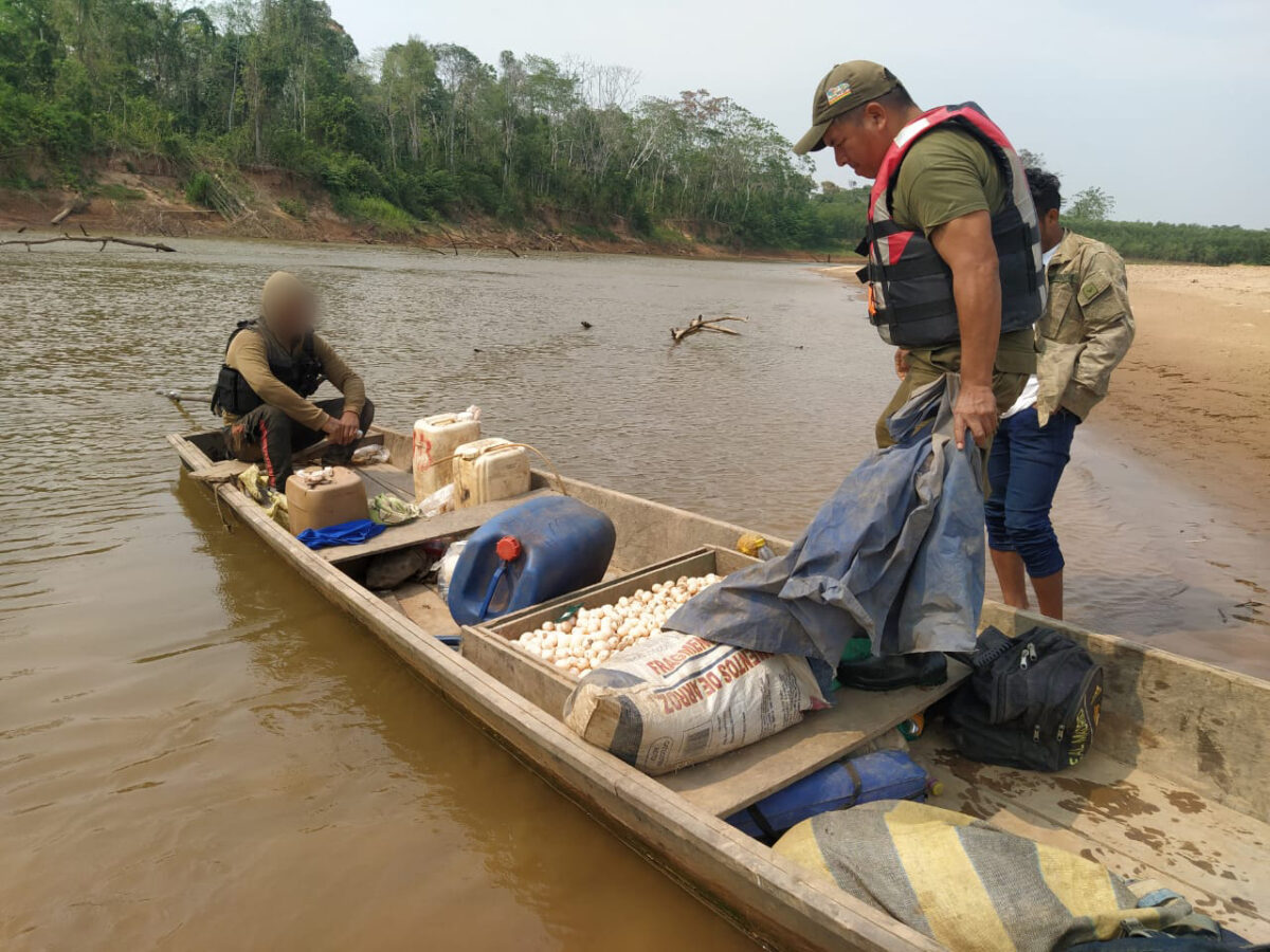 Un operativo de control en un río amazónico de Bolivia encontró a traficantes con cajas llenas de huevos de peta del río. Foto: cortesía Jimmy Yuamona. Un operativo de control en un río amazónico de Bolivia encontró a traficantes con cajas llenas de huevos de peta del río. Foto: cortesía Jimmy Yuamona.
