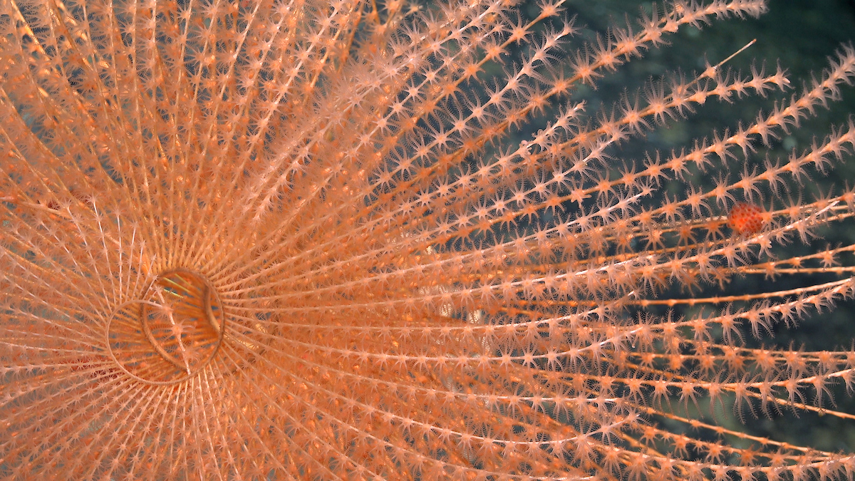 Un coral en espiral captado a 1419 metros de profundidad en el monte JF1, en Juan Fernández. Foto: cortesía ROV SuBastian/Schmidt Ocean Institute. Un coral en espiral captado a 1419 metros de profundidad en el monte JF1, en Juan Fernández. Foto: cortesía ROV SuBastian/Schmidt Ocean Institute