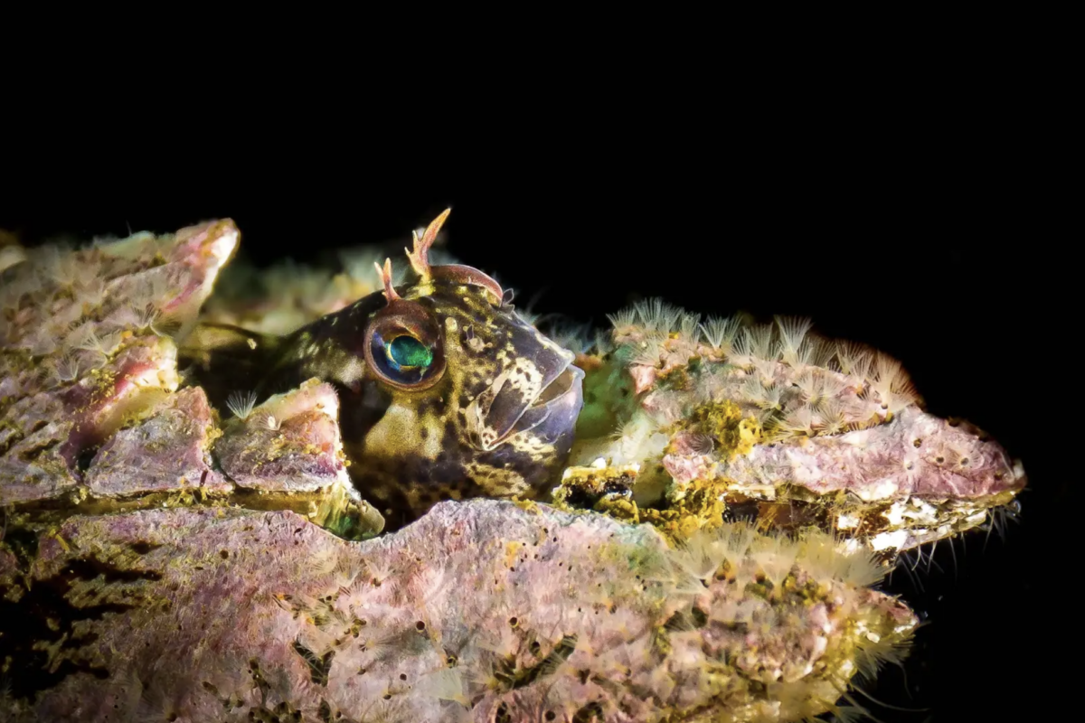 Un pez del género hypsoblennius. Foto: Juan Pablo Espinoza. Un pez del género hypsoblennius. Foto Juan Pablo Espinoza