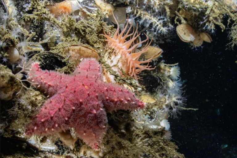 Una estrella reticulada espinosa junto a una anémona de la especie Hormathia pectinata. Foto: Juan Pablo Espinoza. Una estrella reticulada espinosa junto a una anémona de la especie Hormathia pectinata. Foto Juan Pablo Espinoza
