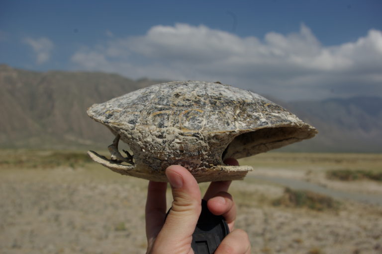 Las tortugas son solo una de las diversas especies afectadas por la pérdida de agua en Cuatro Ciénegas. Foto: cortesía Valeria Souza