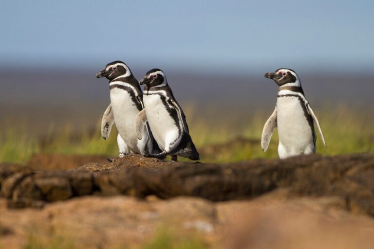 La colonia de pingüinos de Magallanes (Spheniscus magellanicus) en el parque nacional Islote Lobos es la más septentrional de la especie y se encuentra amenazada por proyectos petroleros en el mar. Foto: Hernán Povedano