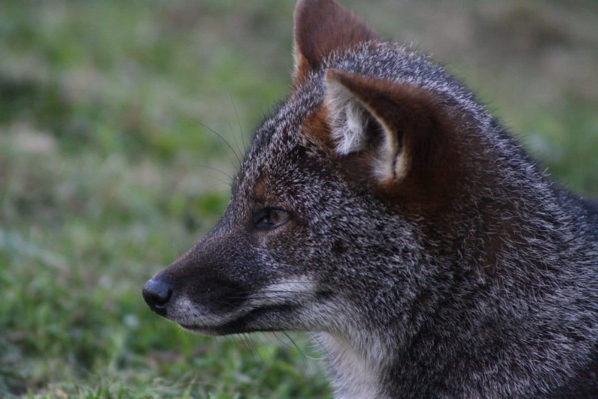Zorro de Darwin. Foto: cortesía ONG Chiloé Silvestre
